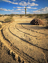 Vehicle tracks winding around a Cottontop Cactus (Echinocactus polycephalus), Cabeza Prieta National Wildlife Refuge, Arizona