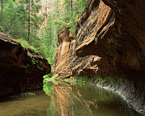 West Fork Oak Creek at base of Supai sandstone cliffs, mixed forest of oak, maple and conifers in background, Coconino National Forest, Arizona