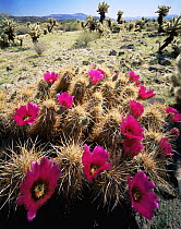 Hedgehog Cactus (Echinocereus engelmanni) with pink / purple flowers, Teddy Bear Chollas (Opuntia bigelovii) in the distance, Joshua Tree National Park, California