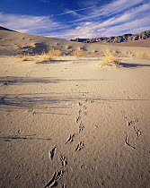 Bird (Raven) tracks in Eureka Sand Dunes with Last Chance Mountains in distance, Death Valley National Park, California