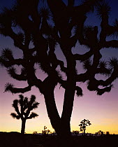 Joshua trees (Yucca brevifolia) silhouetted against dawn sky, Death Valley National Park, California
