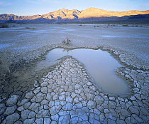 Panamint Valley's only remaining pool of water in it's dry lake bed, sunset light on Panamint Mountains, Death Valley National Park, California