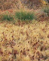 Saltgrass (Distichlis spicata) with Lizard Tail (Anemopsis californica) in foreground, Warm Sulphur Springs, Death Valley National Park, California