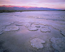 Salt formations on salt pan with Panamint Range lit by dawn light, Death Valley National Park, California