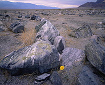Desert Sunflower (Geraea canescens) amongst boulders on valley floor, Death Valley National Park, California