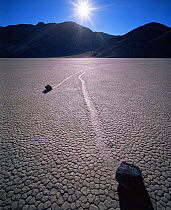 Boulders with trails across a dry lake bed, sunrise, The Racetrack Playa, Death Valley National Park, California