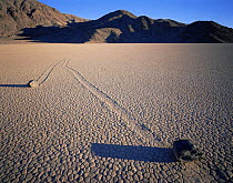 Boulders with trails across a dry lake bed, sunset, The Racetrack Playa, Death Valley National Park, California