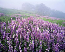 A large group of Broad-leaf Lupines (Lupinus latifolious) on a foggy hillside with Oregon White Oaks (Quercus garryana) in the distance, Bald Hills, Redwood National Park, California