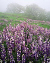A large group of Broad-leaf Lupines (Lupinus latifolious) on a foggy hillside with Oregon White Oaks (Quercus garryana) in distance, Bald Hills, Redwood National Park, California