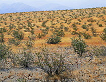 Creosote bushes (Larrea tridentata) in-amongst Desert Trumpets (Eriogonum trichopes) Panamint Valley, Death Valley National Park, California