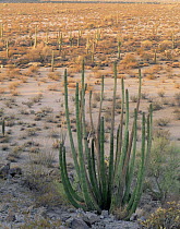 Organ Pipe Cactus (Stenocereus thurberi) with Saguaro Cacti (Carnegiea gigantea) in the distance, furthest NW range of Organ Pipe Cacti, Cabeza Prieta National Wildlife Refuge, Arizona