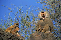 Male Hamadryas Baboon (Papio hamadryas) yawning with two young nearby, Ethiopia 1992