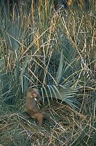 Male Hamadryas Baboon (Papio hamadryas) eating palm leaves, Ethiopia 1992