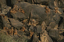 Male Hamadryas Baboon (Papio hamadryas) sitting on rocks with large number of baboons from the troop around him, Ethiopia 1992