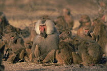 Male Hamadryas Baboon (Papio hamadryas) with his harem of females and their young, Ethiopia 1992