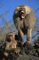 Portrait of male and female Hamadryas Baboons(Papio hamadryas), male is yawning, Ethiopia 1992