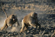 Male Hamadryas Baboon (Papio hamadryas) chasing another male during a fight, Ethiopia 1992