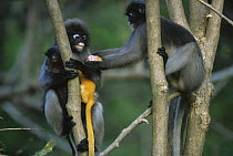 Female Dusky Leaf Monkey (Trachypithecus obscurus) attempting to take a new born baby from its mother, Thailand 1996