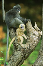 Yellow coloured baby Dusky Leaf Monkey (Trachypithecus obscurus) with an immature adult, Thailand 1996