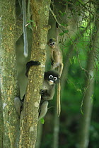 Female Dusky Leaf Monkey (Trachypithecus obscurus) with her yellow furred baby standing on her head, Thailand 1996