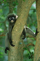 Dusky Leaf Monkey (Trachypithecus obscurus) resting in tree, Thailand 1996