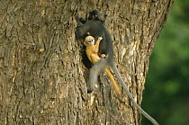 Yellow baby Dusky Leaf Monkey (Trachypithecus obscurus) holding onto mother whilst she climbs a tree trunk, Thailand 1996