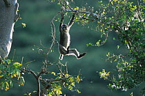 Juvenile Dusky Leaf Monkey (Trachypithecus obscurus) swinging on a branch, half of tail is missing, Thailand 1996