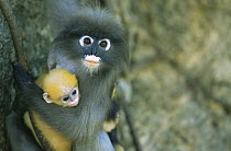 Portrait of mother Dusky Leaf Monkey (Trachypithecus obscurus) with yellow-furred baby, Thailand 1996