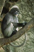 Juvenile Dusky Leaf Monkey (Trachypithecus obscurus) grooming his tail searching for fleas, Thailand 1996