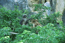 Dusky Leaf Monkey (Trachypithecus obscurus) fighting with some Crab eating / Long tailed macaques (Macaca fascicularis) in tree canopy, an uncommon interaction, Thailand 1996