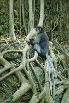 Dusky Leaf Monkey (Trachypithecus obscurus) mother and baby on Strangler fig, length of tail shown, Thailand 1996