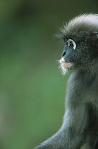 Profile portrait of male Dusky Leaf Monkey (Trachypithecus obscurus), Thailand 1996