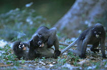 Immature Dusky Leaf Monkeys (Trachypithecus obscurus) playing, Thailand 1996