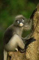 Portrait of male Dusky Leaf Monkey (Trachypithecus obscurus flavicauda) with penis exposed, Thailand 1996