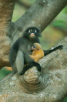 Yellow-furred baby Dusky Leaf Monkey (Trachypithecus obscurus) suckling, Thailand 1996