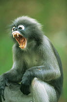 Male Dusky Leaf Monkey (Trachypithecus obscurus) yawning, Thailand 1996