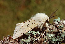White ermine moth {Spilosoma lubricipeda} Scotland, UK