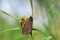 Cinnabar moth {Tyria jacobaeae} France