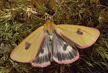 Clouded buff moth {Diacrisia sannio} wings open, heathland, Scotland, UK