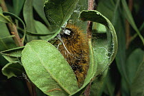 Muslin moth {Diaphora mendica} caterpillar larva in cocoon of Bog myrtle leaves, moorland, Scotland, UK