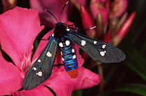 Polka dot wasp moth {Syntomeida epilais jucundissima} male on Oleander flower, Florida, USA
