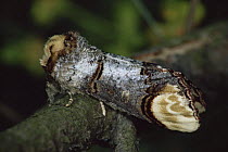 Bufftip moth {Phalera bucephala} Germany