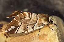 Kentish glory moth {Endromis versicolora} Germany