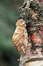 Kentish glory moth {Endromis versicolora} female, captive, UK