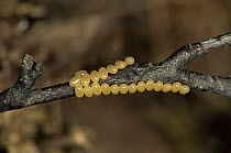 Eggs of Kentish glory moth {Endromis versicolora} on twig, Germany
