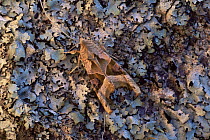 Angle shades moth {Phlogophora meticulosa} on lichen, Peak District NP, UK