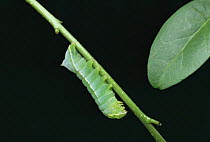 Caterpillar larva of Copper underwing moth {Amphipyra pyramidea} UK