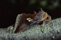 Gold spangle moth {Autographa bractea} Scotland, UK