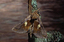 Gold spangle moth {Autographa bractea} wings open showing gold spangles, Scotland, UK