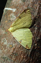 Brimstone moth {Opisthograptis luteolata} Scotland, UK